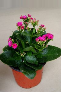 北京花卉養護知識