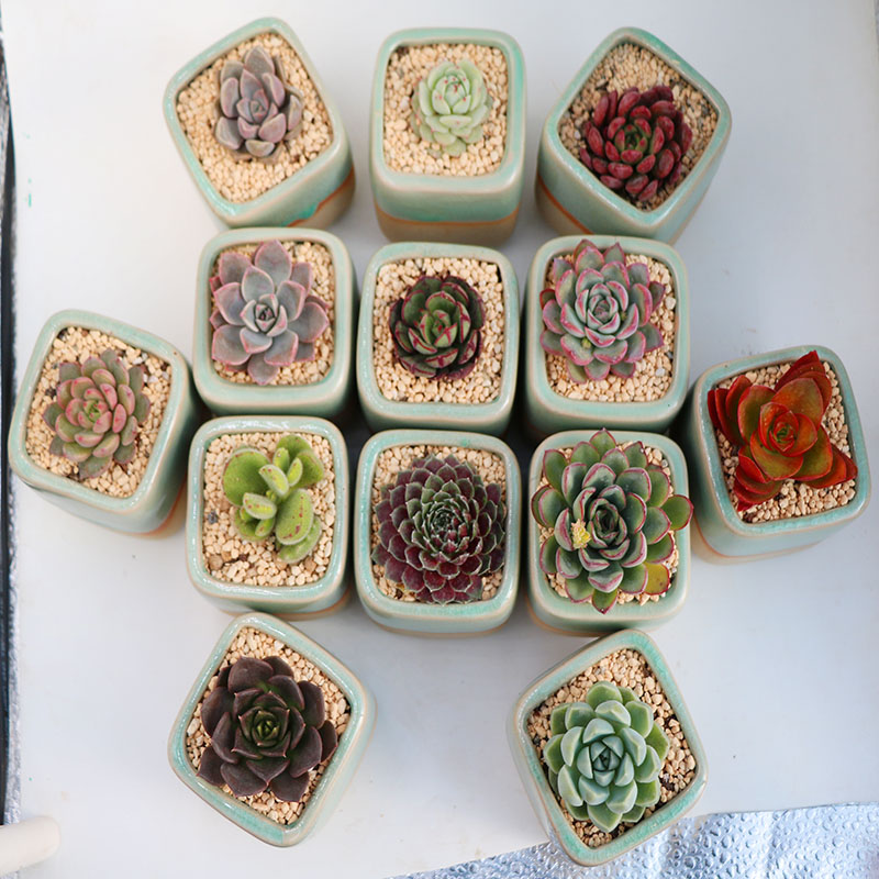 北京辦公室花卉養護綠植代養護公司