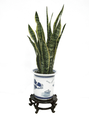 北京辦公室綠植比較好養護的有哪些？