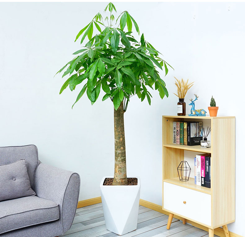 北京綠植租擺公司：發財樹的養護方法