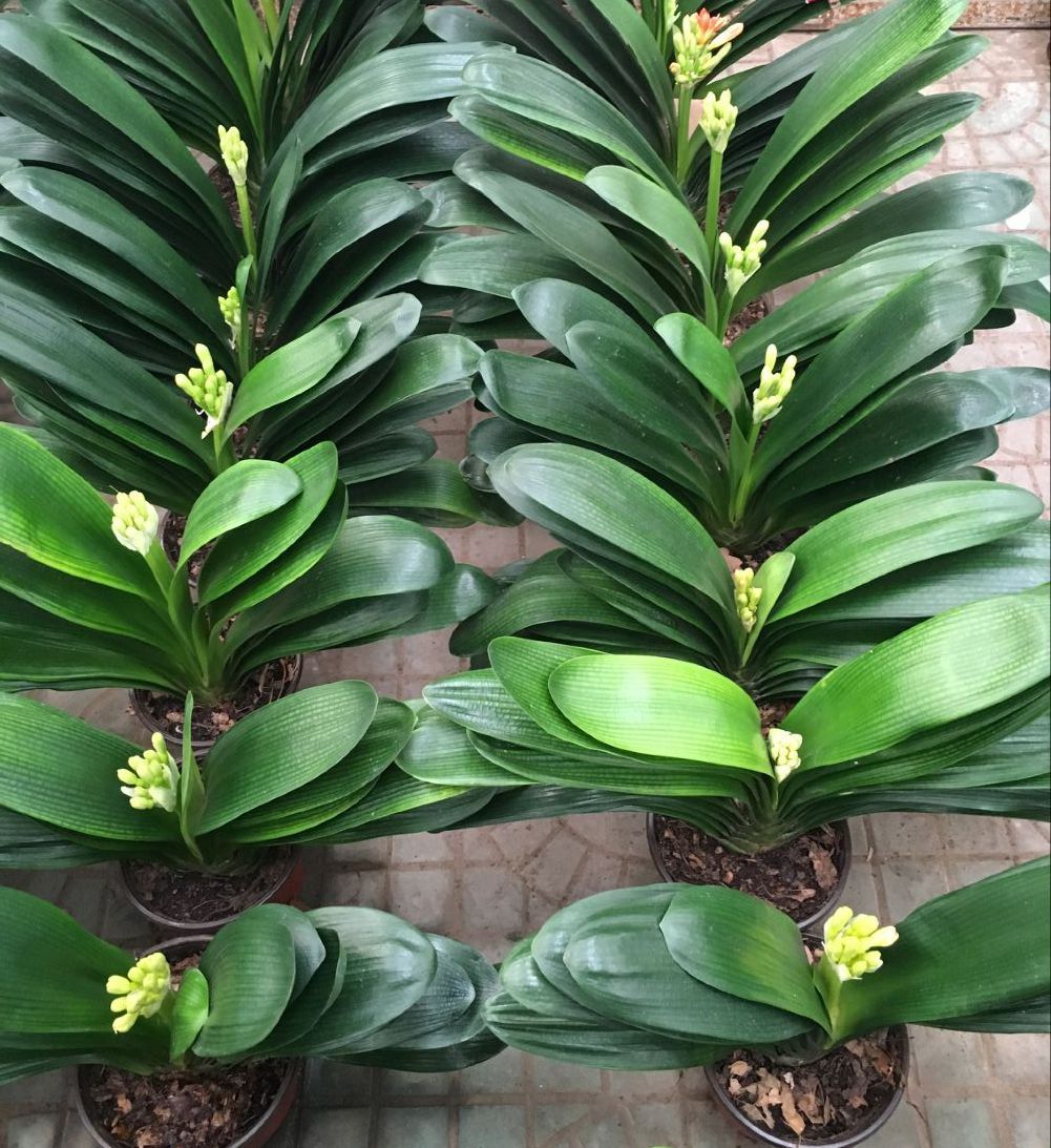 北京綠植租擺公司北京綠植養護公司