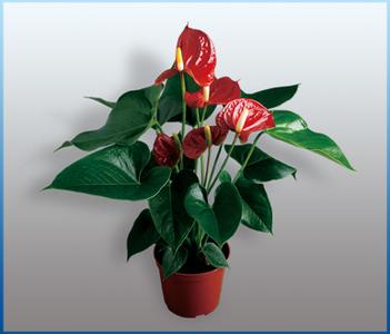 北京朝陽區綠植租擺公司海淀區綠植租賃公司