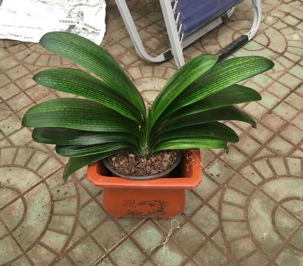 室內盆栽花卉如何選購