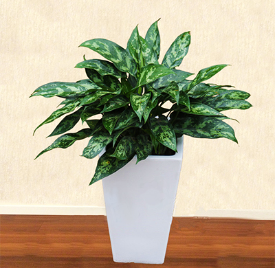 辦公室綠植租擺天堂鳥適合養在室內嗎