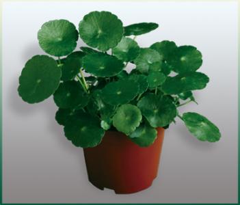 豆瓣綠在家扦插的養護方法