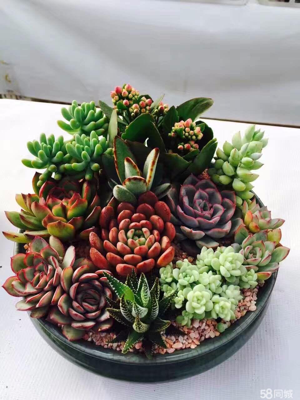 多肉植物松塔一樣的瓦松要怎么養護？有哪些養護方法