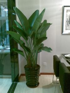 天堂鳥養多久才能見到它開花？不開花是什么原因？