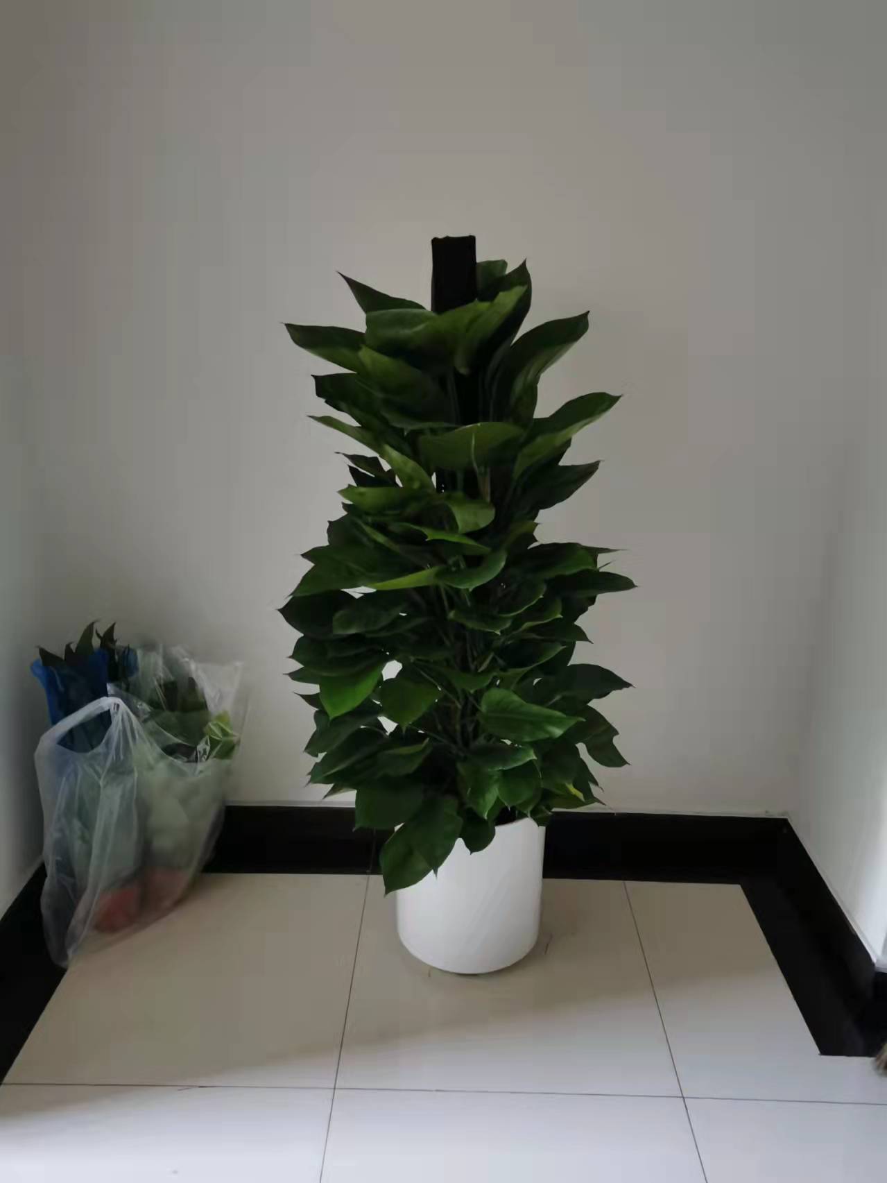 北京綠植養護-金鉆花有毒嗎？它有什么作用與功效？