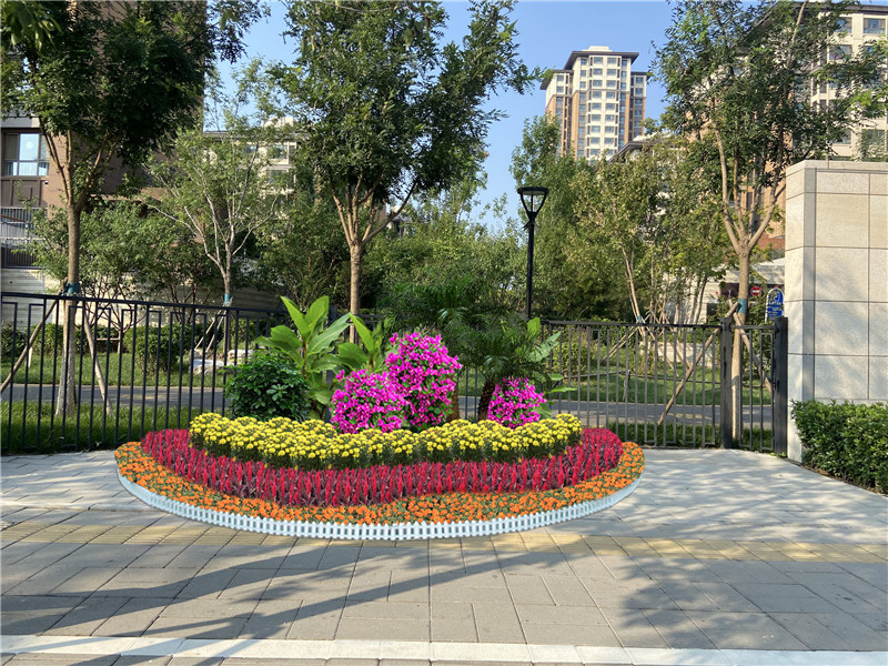 北京花卉杜鵑的養護知識