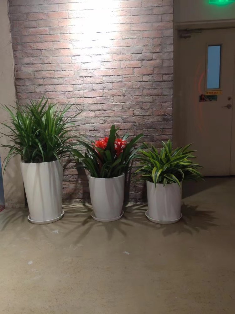 北京綠植租擺養護公司