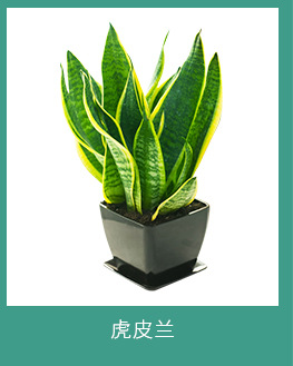 北京綠植租擺公司-虎皮蘭的養護知識