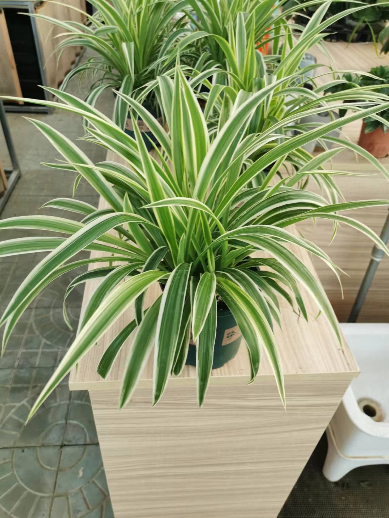 北京租花公司北京辦公室租花公司北京朝陽區辦公室租花公司