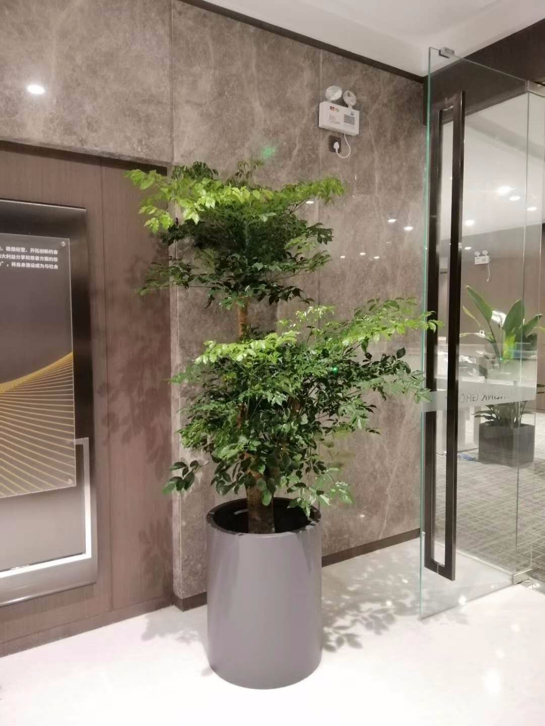 亦莊經濟技術開發區綠植花卉租擺租賃公司