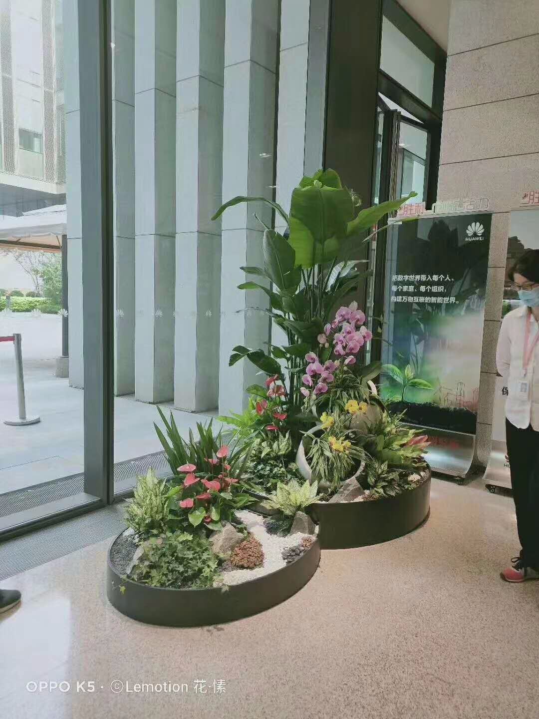 北京綠植養護常見問題