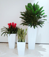 北京綠植租擺公司琴葉榕的養護知識