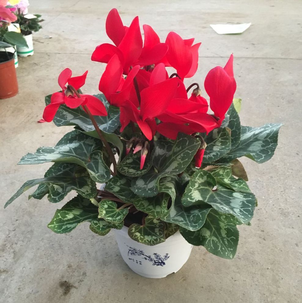 花卉租賃公司望京花卉租賃公司朝陽區花卉租擺公司