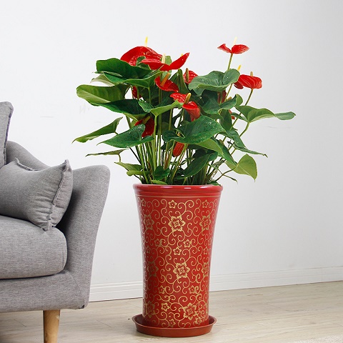 大興區綠植花卉租賃租擺公司