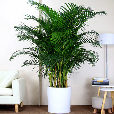 豐臺區辦公室綠植租擺公司