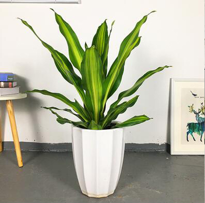 北京綠色植物巴西木的養護知識