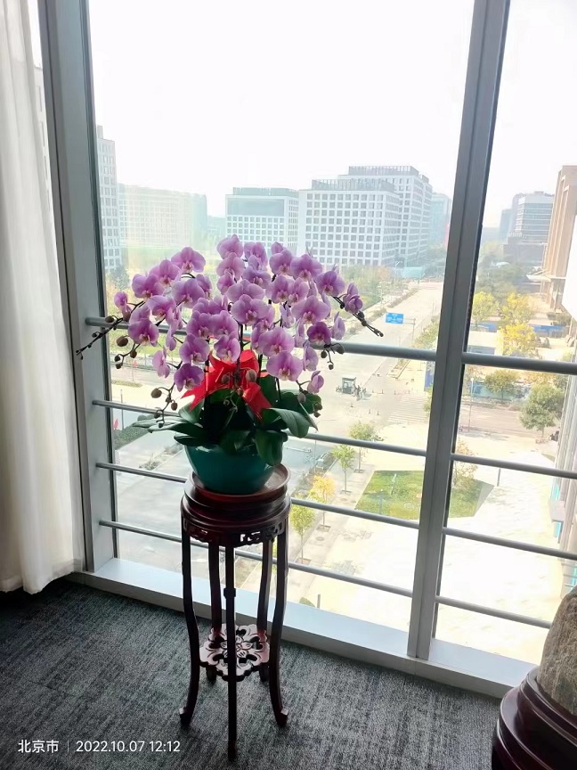 綠植租擺北京綠植租擺北京朝陽區綠植租擺公司