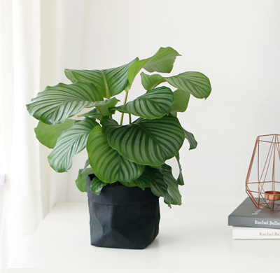 朝陽區綠植租擺公司