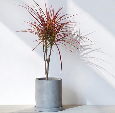 北京綠植租擺公司綠蘿的養護方法