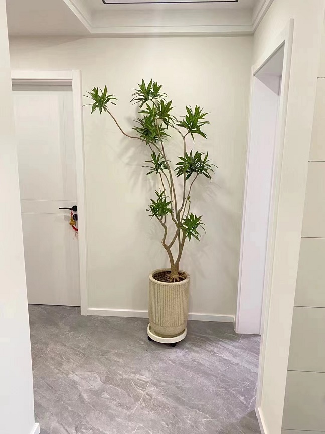 百合竹的養護方法