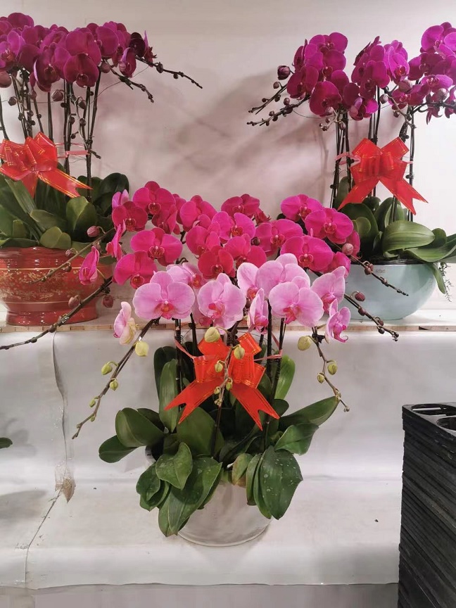 大興區出租綠色植物花卉