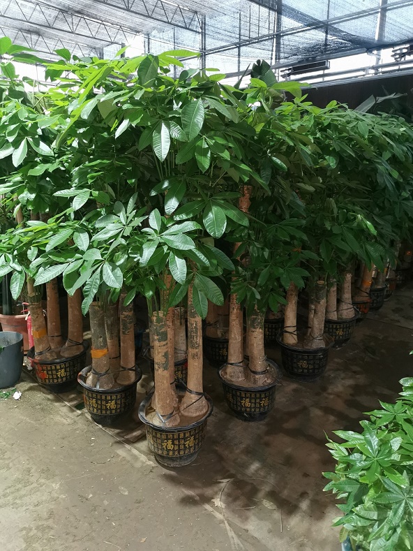 北京綠植租擺公司發(fā)財(cái)樹葉子有斑怎么辦？