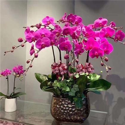 超耐寒的北美冬青要怎么養(yǎng)護呢？