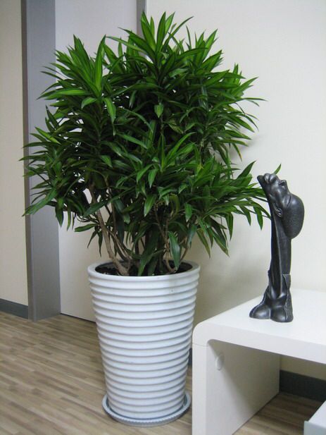 水培富貴竹怎么養(yǎng)才能旺盛，5個步驟教你養(yǎng)出旺盛的水培富貴竹