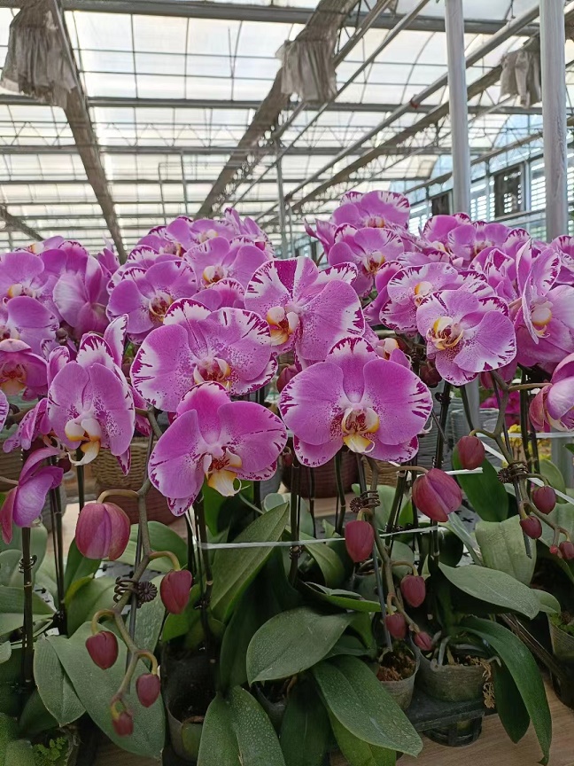 北京花卉仙客來冬天要怎么澆水，有哪些要注意的澆水方法？