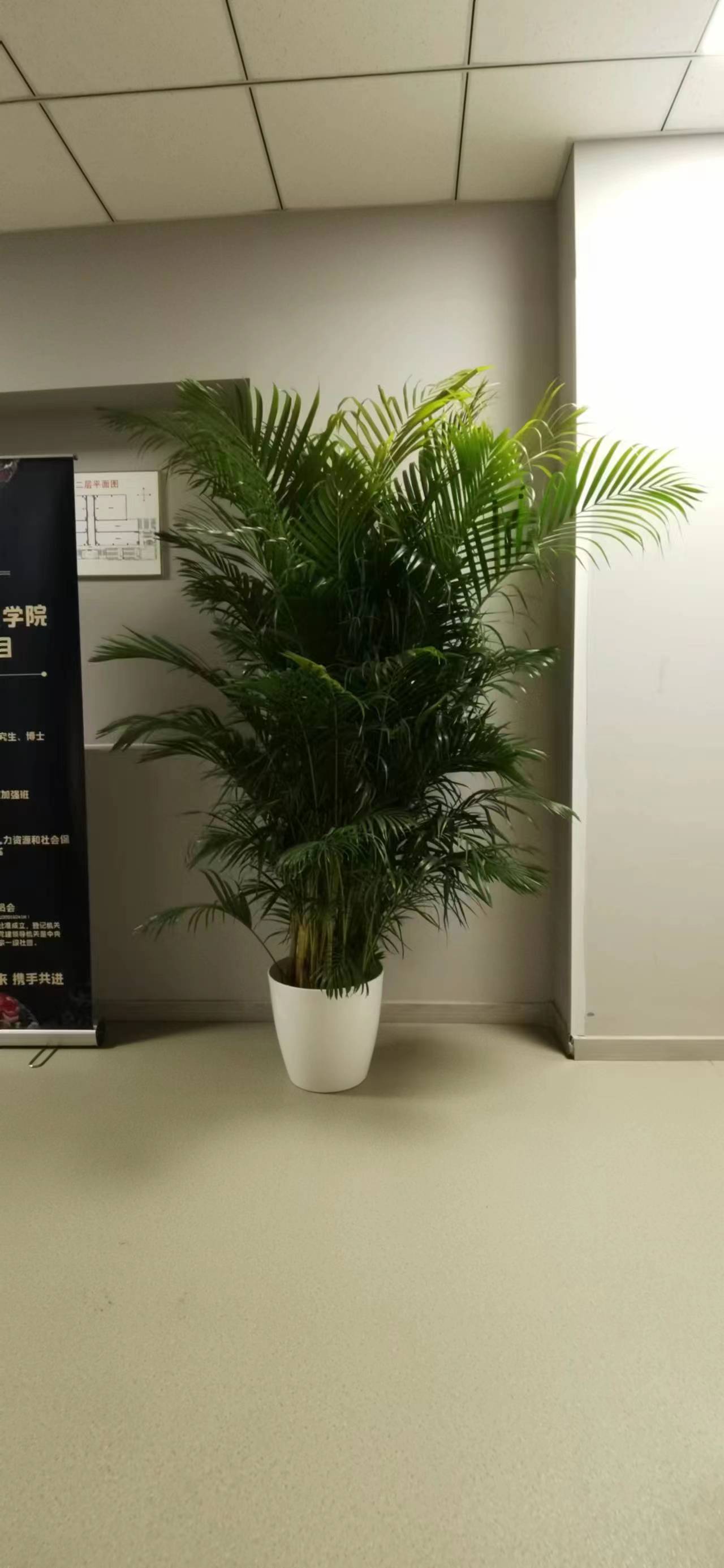 北京綠植租擺公司-虎皮蘭的養護知識