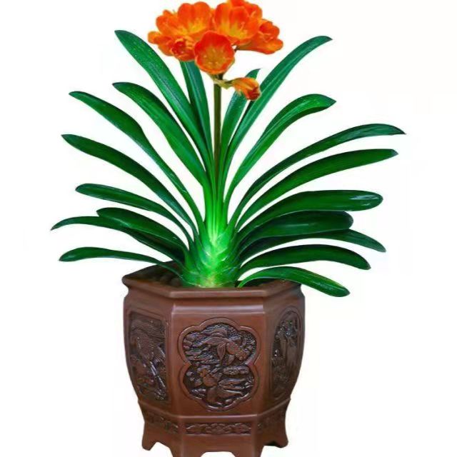 春天花卉開花植物，要做好哪些工作？