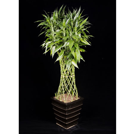 北京大興區辦公室綠植租擺公司