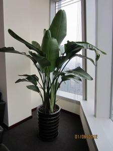 北京亦莊經濟技術開發區綠植租擺公司