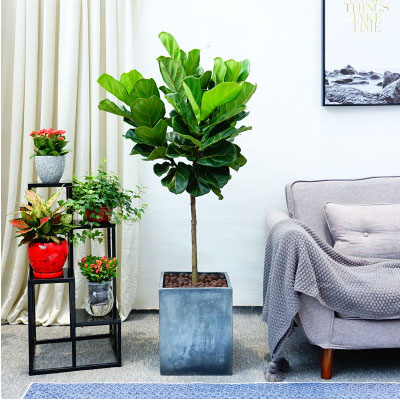 豐臺區綠植租擺公司總部基地科技園花卉租賃