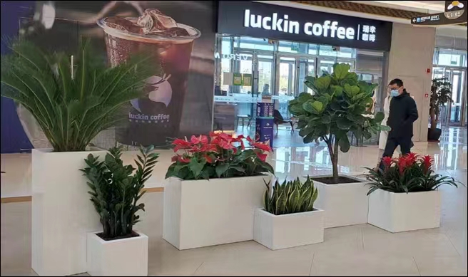 北京綠植租擺公司青蘋果的養護知識