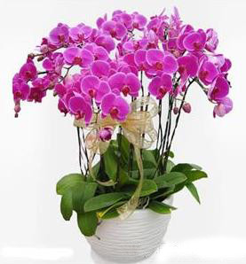 天竺葵爛根了是什么原因？