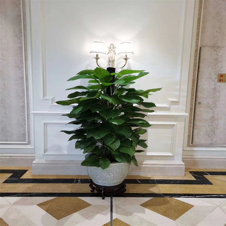 北京花卉綠植養護技巧