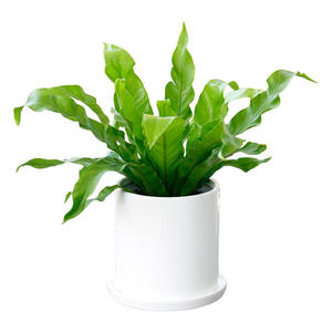 北京科技園區綠植租擺公司