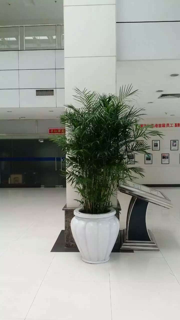 豐臺區花卉租擺麗澤辦公室綠植租擺