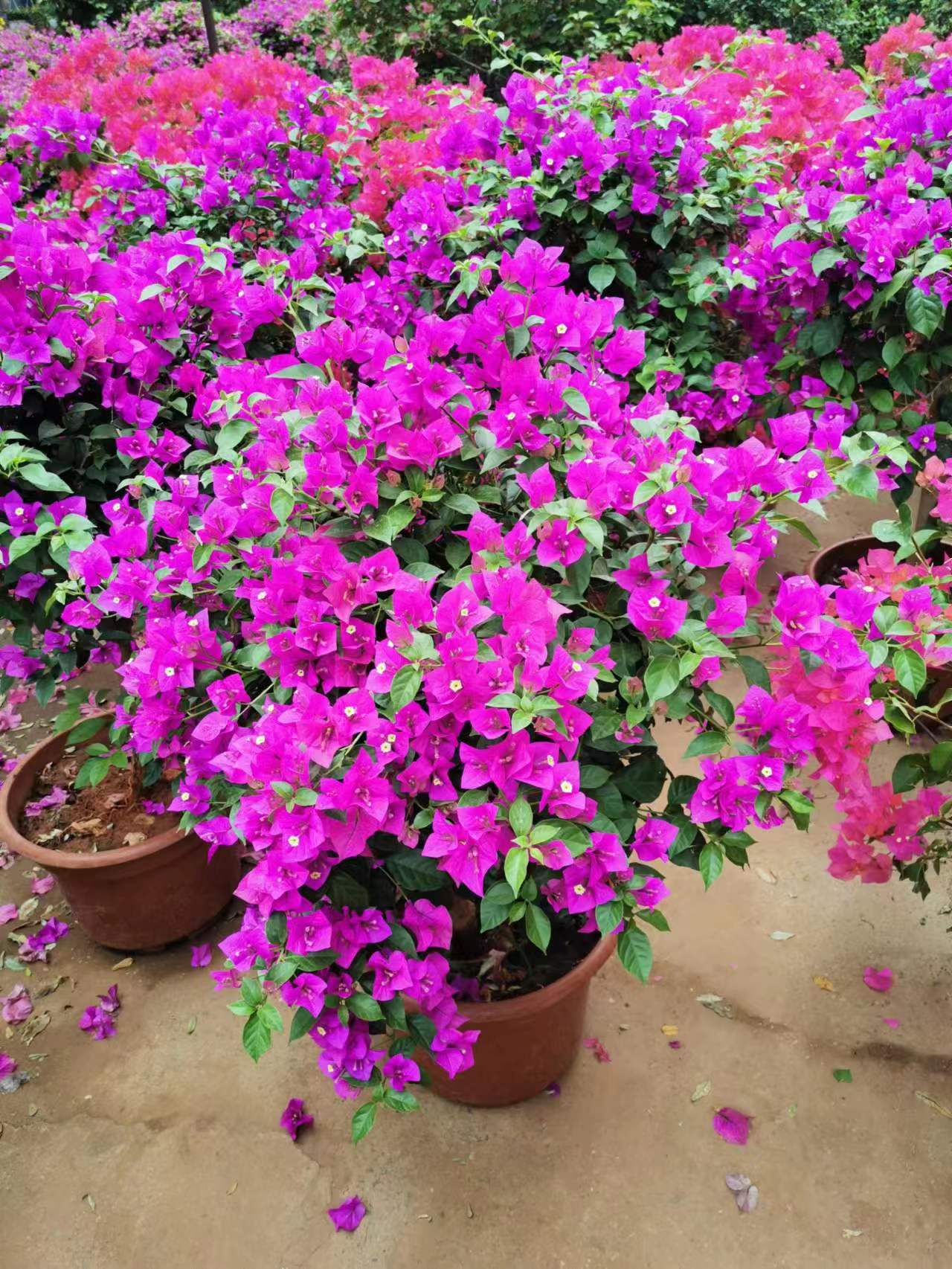 三角梅的養殖方法