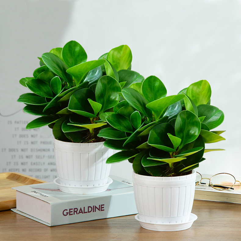 豆瓣綠的養護知識