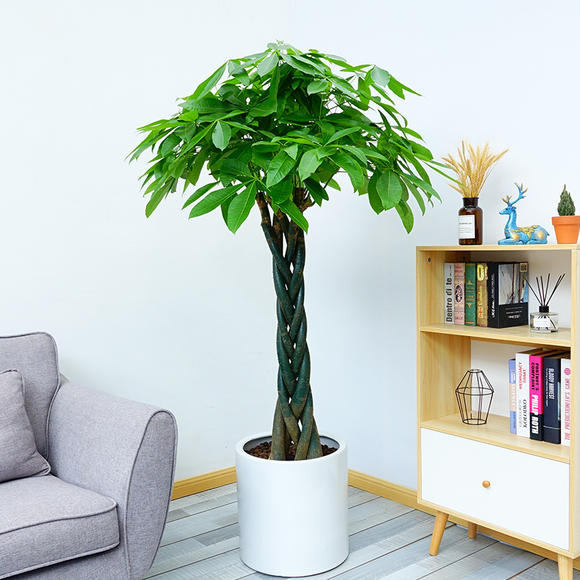 北京辦公室發財樹租擺