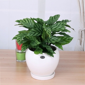 海淀區綠植租賃朝陽區綠植租賃公司