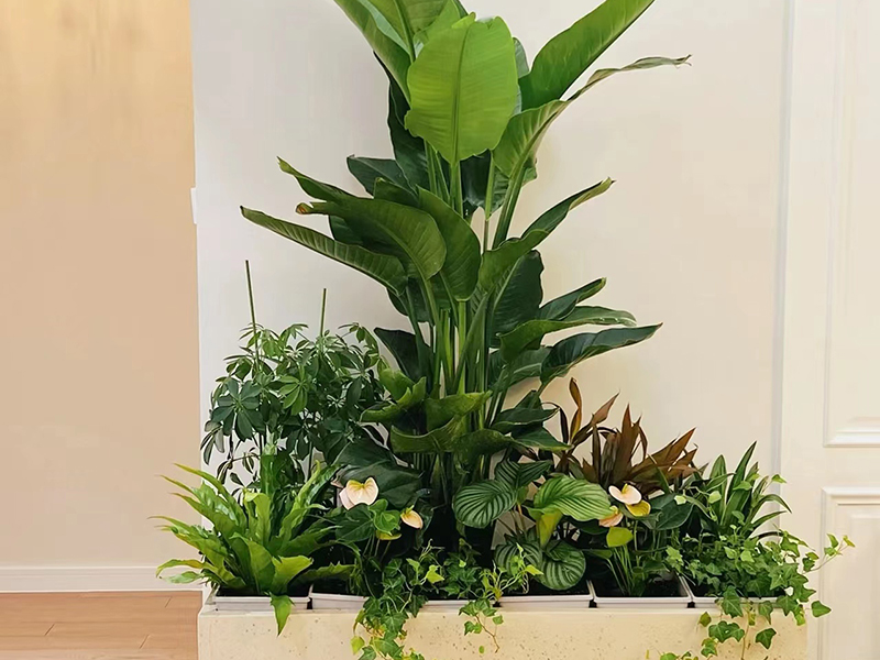 辦公室綠植租擺的優勢