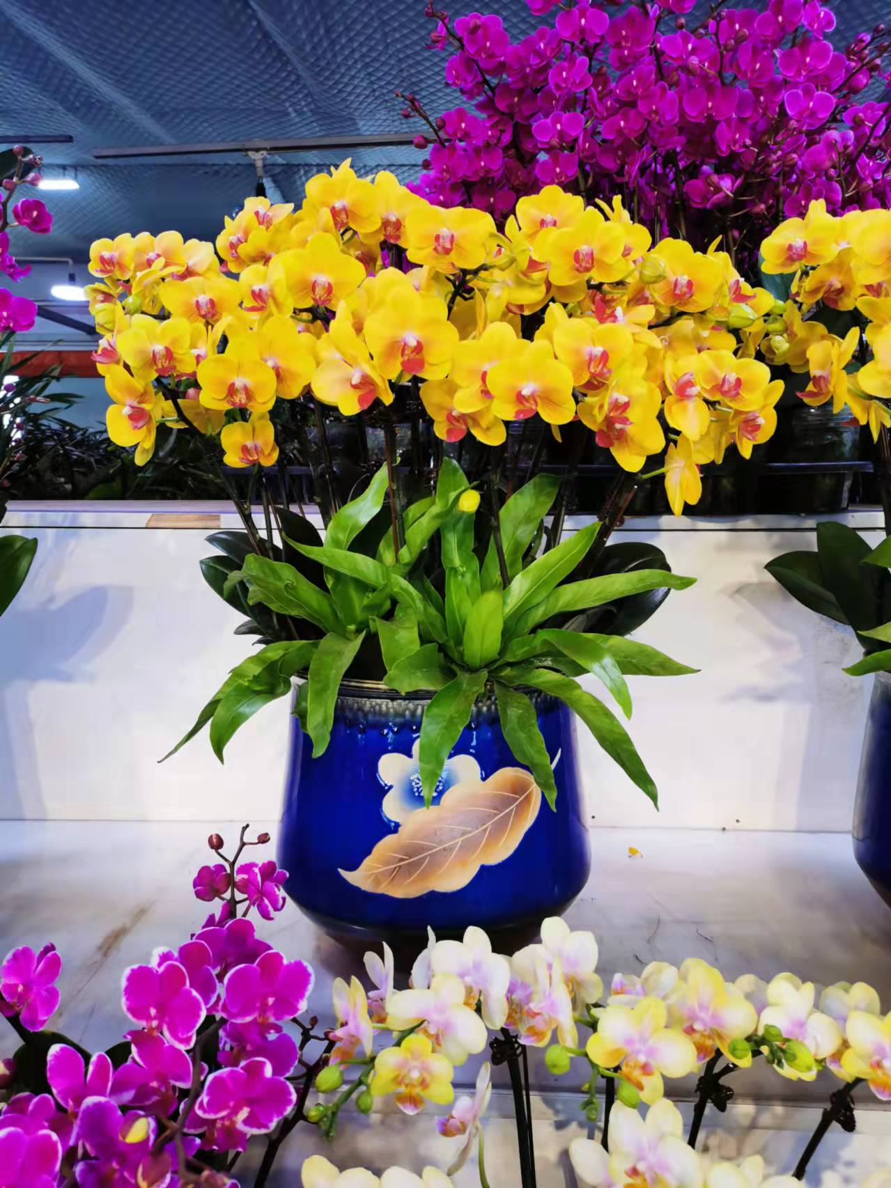 北京辦公室綠植租擺的優勢和植物選擇