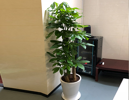 北京世紀匯通園藝望京寫字樓綠植租擺專家