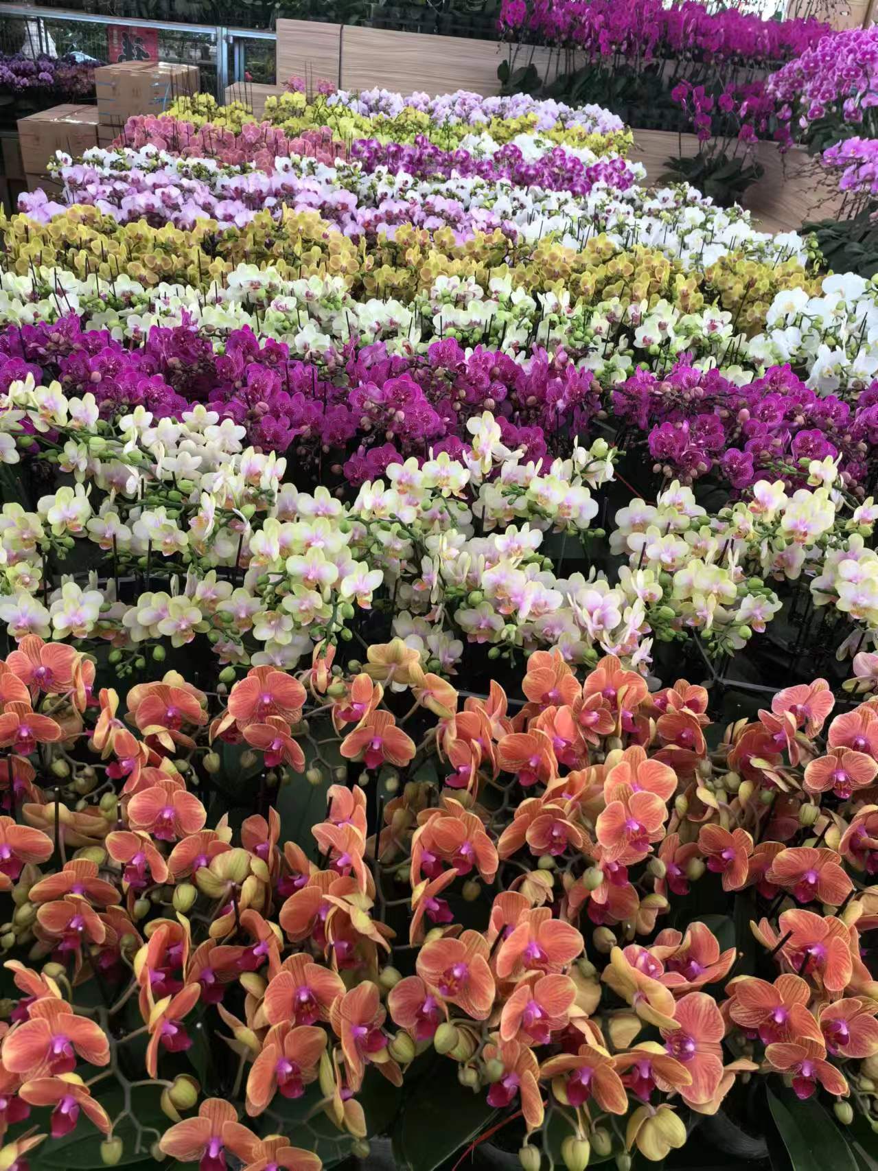 北京世紀匯通園藝：亦莊寫字樓綠植租擺的專業(yè)之選